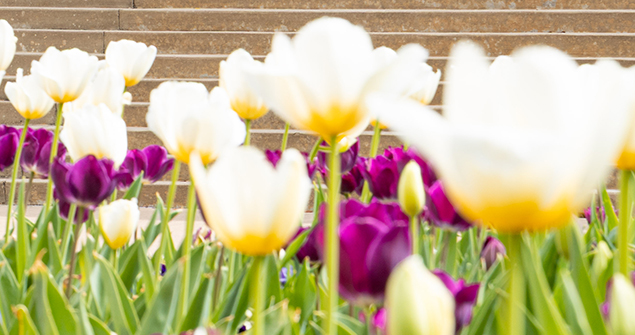 TCU tulips